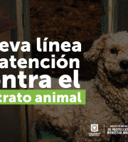 Perro al aire libre con cadena, mirando al frente. 